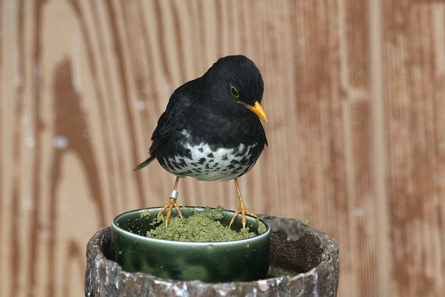 思い出の上野動物園その２_c0075539_22134163.jpg