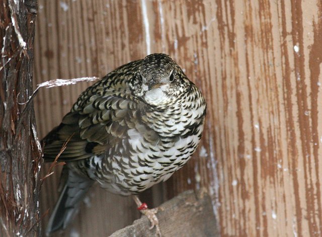 思い出の上野動物園その２_c0075539_22141652.jpg