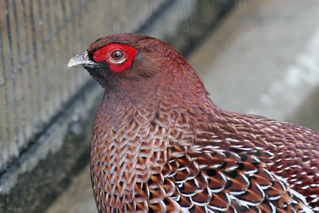 思い出の上野動物園その２_c0075539_22182325.jpg