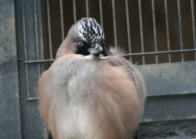 思い出の上野動物園その２_c0075539_22192049.jpg