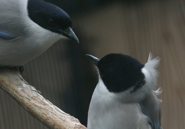 思い出の上野動物園その２_c0075539_2248434.jpg