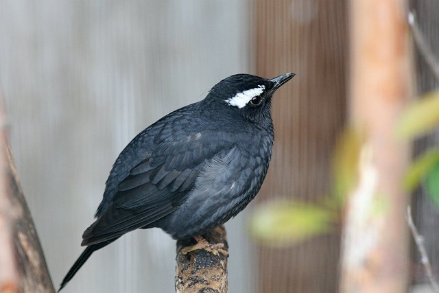 思い出の上野動物園その２_c0075539_2293019.jpg