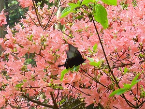 f0065941_23173255.jpg