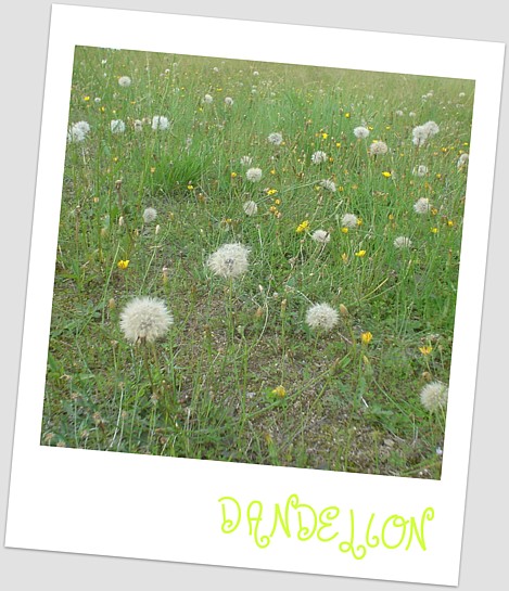 Dandelion_b0016043_17591396.jpg