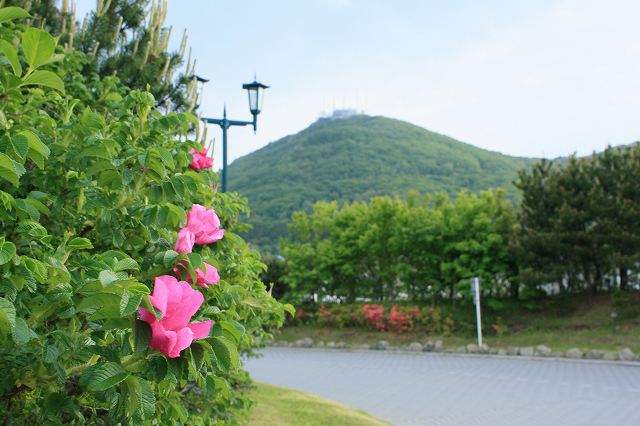 ハマナスの花が咲き始めました_f0124144_2121479.jpg