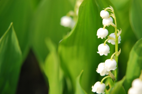 ご近所の花たち_f0166545_152247.jpg