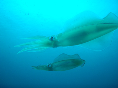 d0058549_1603877.jpg