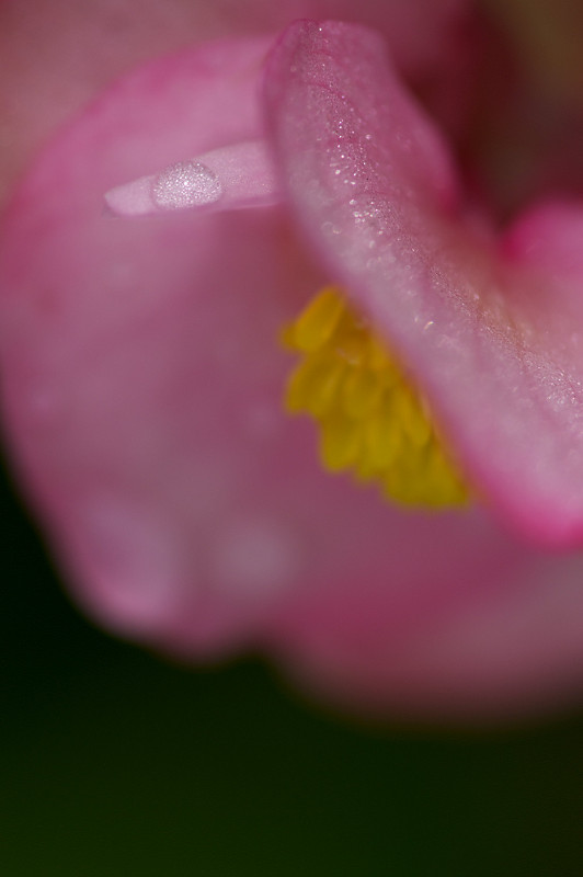 雨続きにつき_f0072758_2159977.jpg