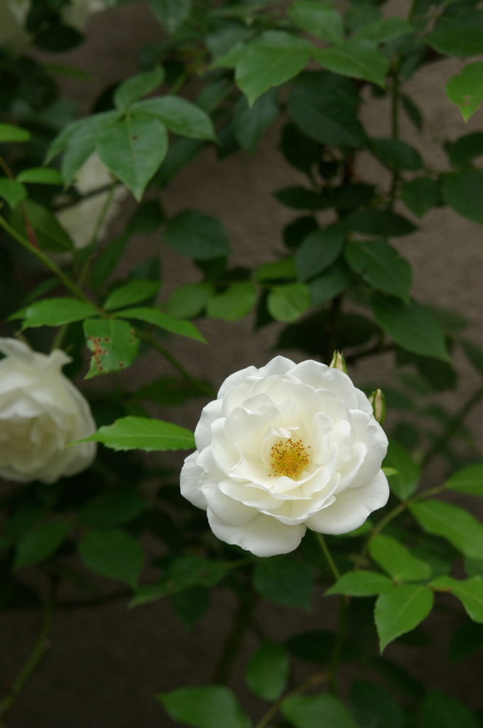 白い花 薔薇_d0148771_837562.jpg