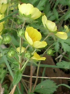 キジムシロ(雉蓆、雉莚)_c0085874_122024.jpg