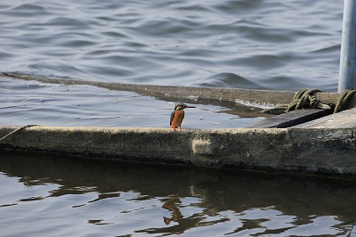 野鳥アルバム_b0047179_6574329.jpg