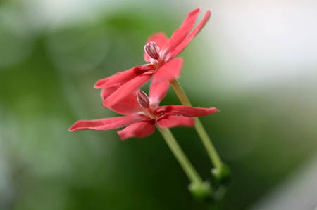 雨の日の花遊び_f0030085_11524645.jpg