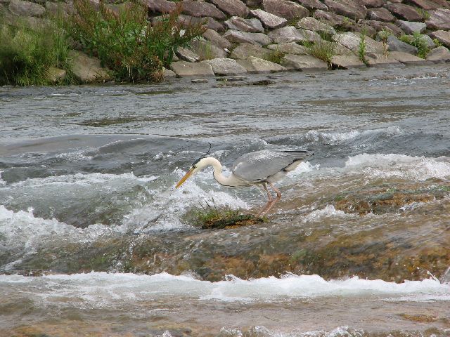 魚獲ったど～～♪_c0036792_21465412.jpg