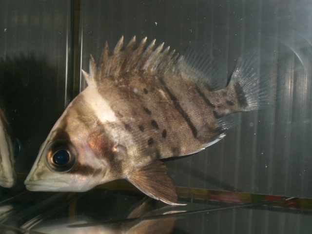本日入荷魚！！ : アクアショップエース
