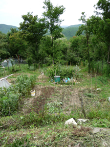 トマトを考える_f0106597_197169.jpg