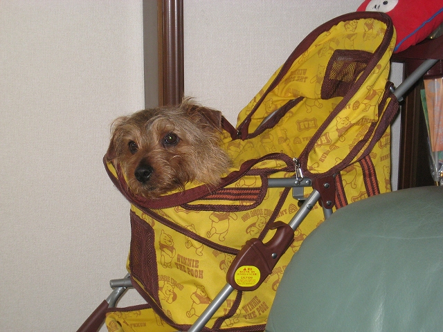 ボクの家族 _f0176499_10235064.jpg