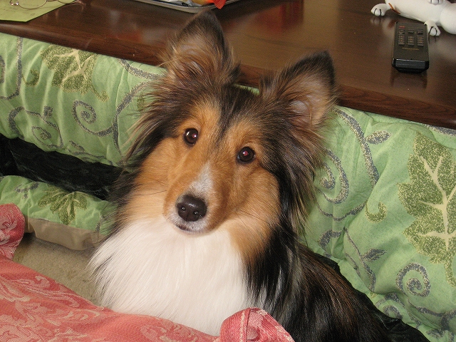 ボクの家族 _f0176499_10334624.jpg