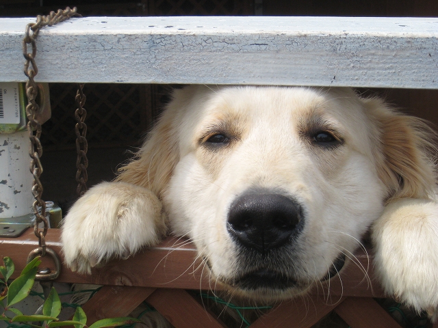 ボクの家族 _f0176499_104346100.jpg