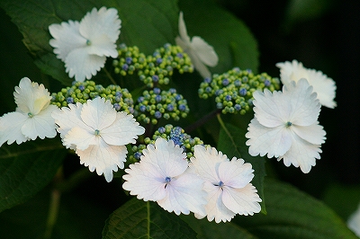 ご近所さんの花_e0007903_19444111.jpg