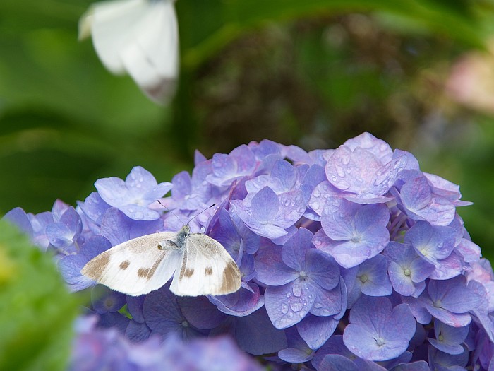 ユリと花しょうぶとアジサイと_e0075403_16271325.jpg