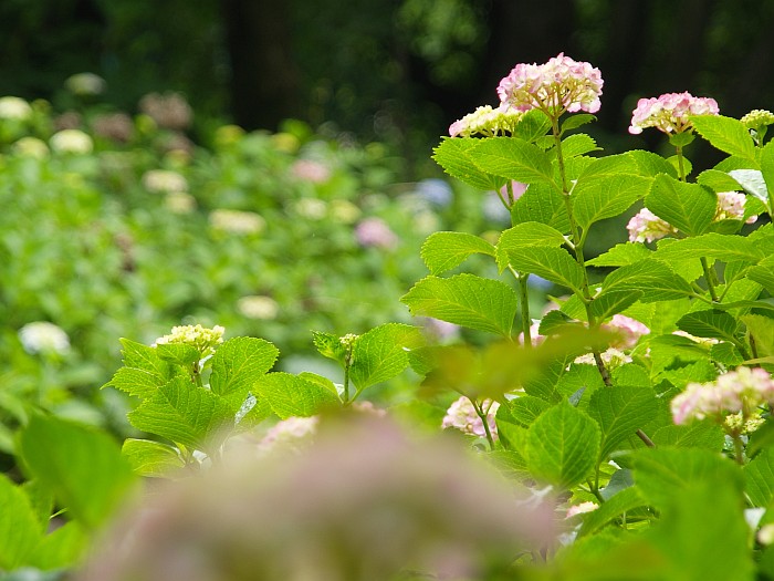 ユリと花しょうぶとアジサイと_e0075403_1634243.jpg