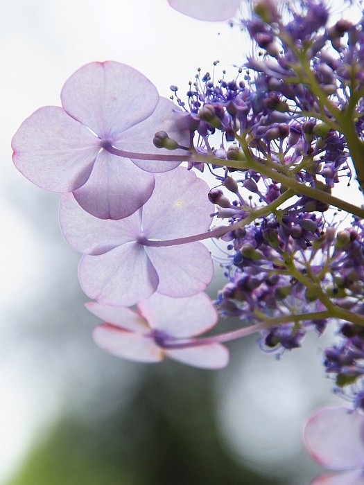 ユリと花しょうぶとアジサイと_e0075403_1642690.jpg