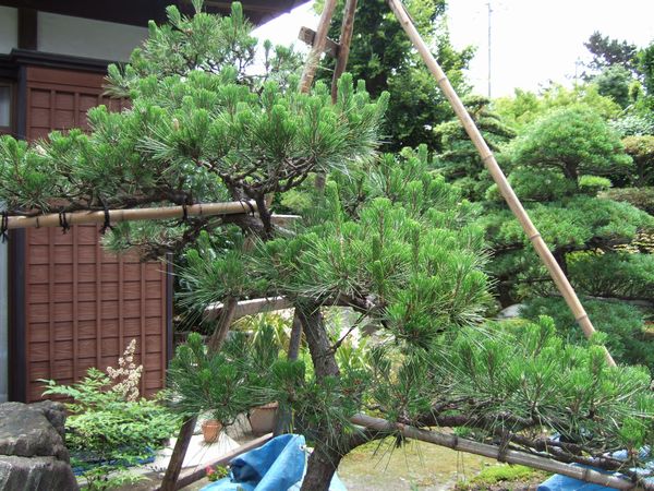 手入れの季節がやってまいりました。_f0108604_18121413.jpg