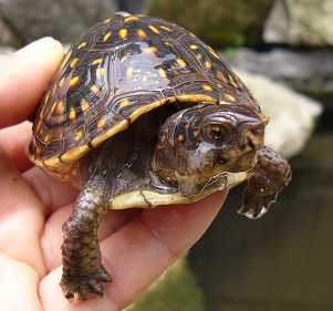 寄生虫 気ままなガメラ