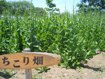 ちこり村もうすぐチコリの花が咲きます ちこり村