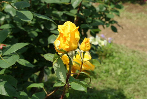 e0071225_2325243.jpg