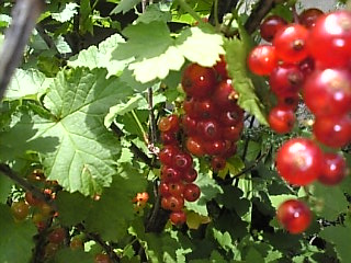 e0142628_11441338.jpg