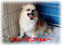 b0078030_0441218.gif
