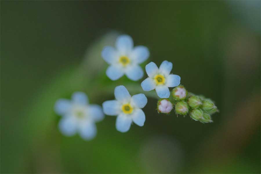 キュウリグサ 花言葉 手をつないで歩こうよー 自然を撮る 花と木 自然を撮る 植物編