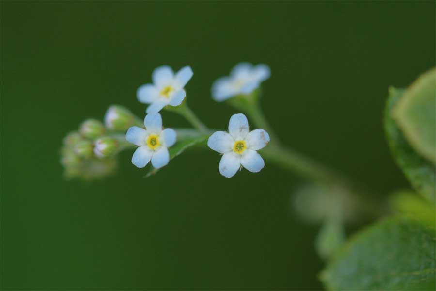 キュウリグサ 花言葉 手をつないで歩こうよー 自然を撮る 花と木 自然を撮る 植物編