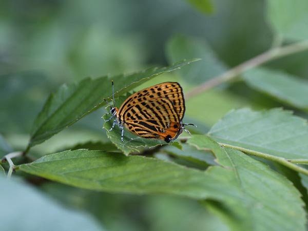 埼玉県のミズイロオナガシジミなど_c0045352_20134232.jpg