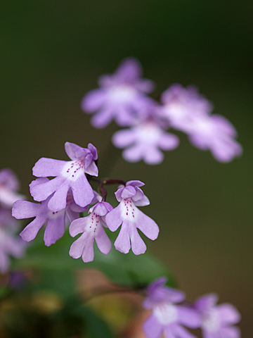 岩千鳥（イワチドリ）_a0067758_18323183.jpg