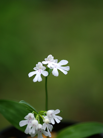 岩千鳥（イワチドリ）_a0067758_1833823.jpg