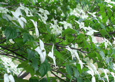 a0086067_10174886.gif