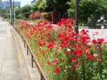  私の　散　歩　道　　　　　　早稲田・箱根山・戸山公園_e0106975_109157.jpg