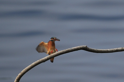 野鳥アルバム_b0047179_207583.jpg