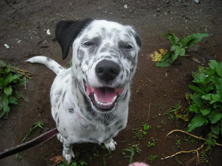 飼い犬に手を噛まれるとはこーいう事だなって実感した日。ﾜﾗ_d0131880_21501764.jpg