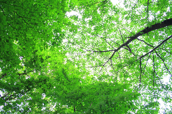 森の葉っぱたち 小さな森の写真館 A Small Forest Story