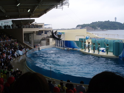 新江ノ島水族館へ行ってきました_f0130894_20104934.jpg