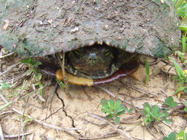 Snapping Turtle_c0062603_13223155.jpg
