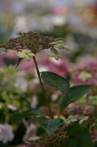 花の館にて_e0074308_21564984.jpg