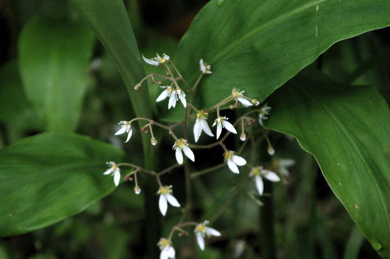 鴨足草 気になる木 楝の春夏秋冬 鴨足草 気になる木 楝の春夏秋冬