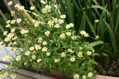 c0104628_82072.jpg
