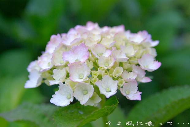 紫陽花_e0146033_2193962.jpg