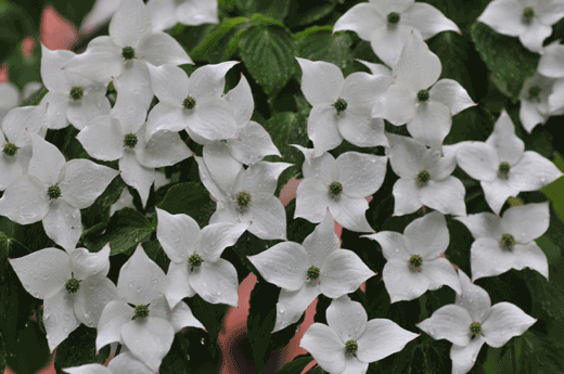 c0093046_99331.gif