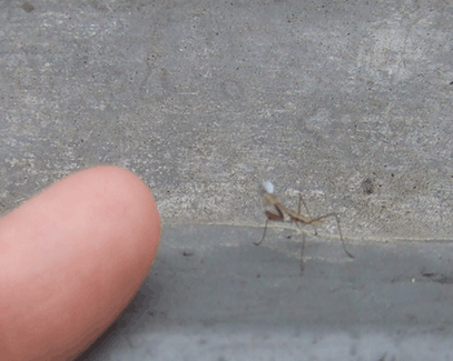 a0085647_9375528.gif